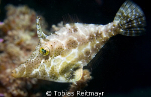 Slender filefish, Diamond Key, Utila by Tobias Reitmayr 